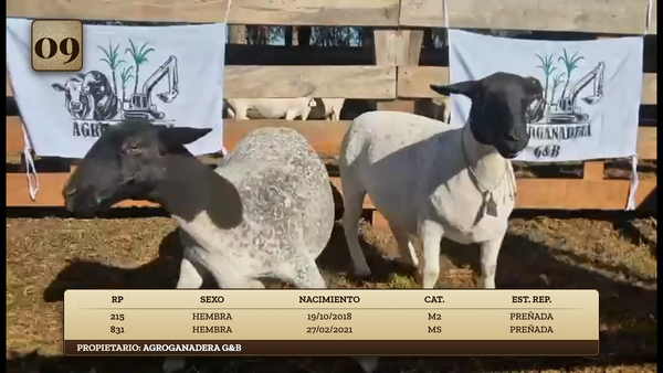 Lote LOTE 9