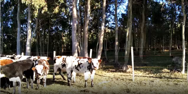 Lote 16 Terneros en Colonia