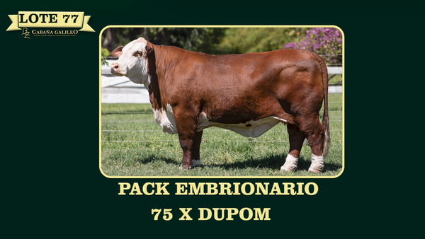 Lote LOTE 77