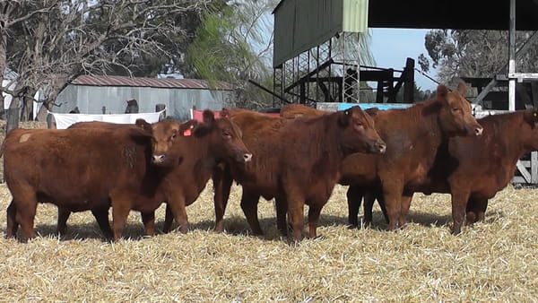 Lote VAQUILLONAS GENERALES CON GARANTÍA DE PREÑEZ