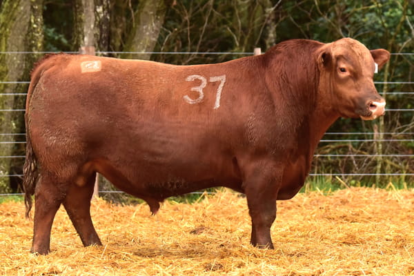 Lote TOROS ANGUS PC