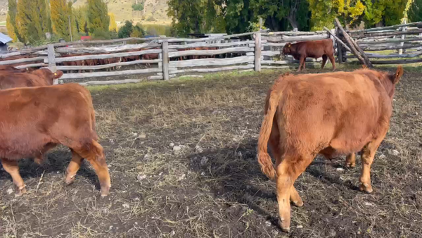 Lote 40 Ternero en Coyhaique, XI Región Aysén