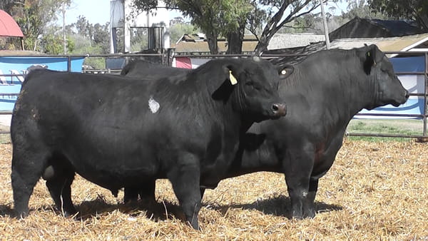 Lote TOROS ANGUS PP