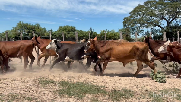 Lote 30 Novillitos en Corrientes, Caá Cati