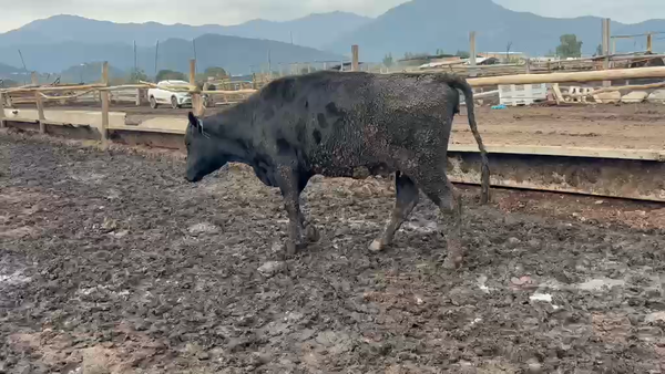 Lote 50 Vaquilla Gorda en Codegua, VI Región O-Higgins