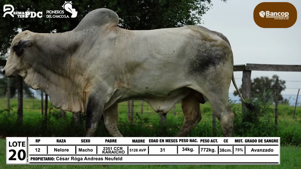 Lote Lote 20