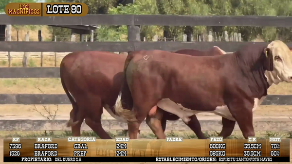 Lote LOTE 80- POR PANTALLA