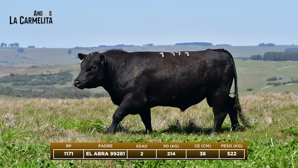 Lote RP 1171 - Angus La Carmelita