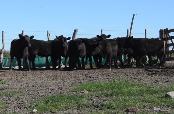 Lote SERVIS SA: 10 vaquillas generales p/servicio