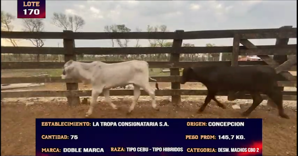 Lote LOTE 170 -  75 DESMAMANTES MACHOS CBO 2