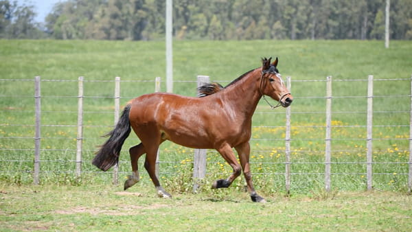 Lote JAGUEL ANTORCHA