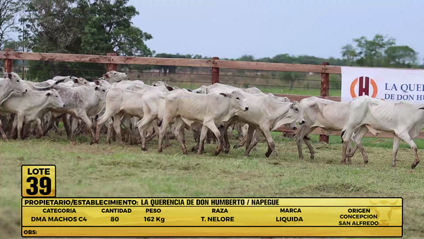 Lote LOTE 39
