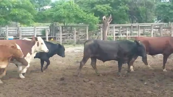 Lote 45 Novillos en Vilelas, Santiago del Estero