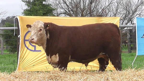 Lote TOROS P. HEREFORD PUROS DE PEDIGREE