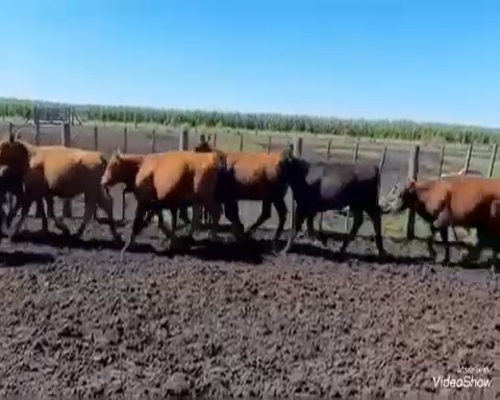 Lote 72 Terneros/as en Gral. Guido, Buenos Aires