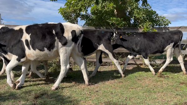 Lote VAQUILLONAS 1 a 2 AÑOS
