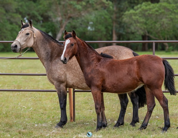 Lote JAGUEL VAINILLA