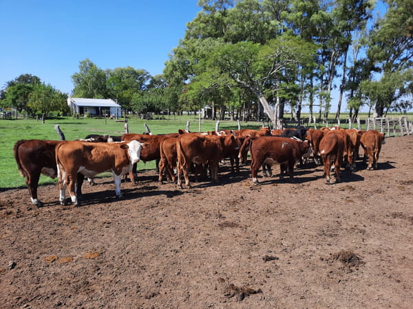 Lote SAENZ VALIENTE, BULLRICH Y Cia. S.A.