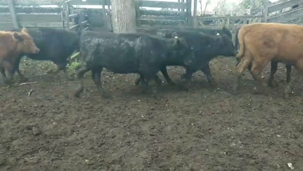 Lote 136 Terneros