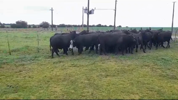 Lote (Vendido)30 Novillos ANGUS 410kg -  en SOLER