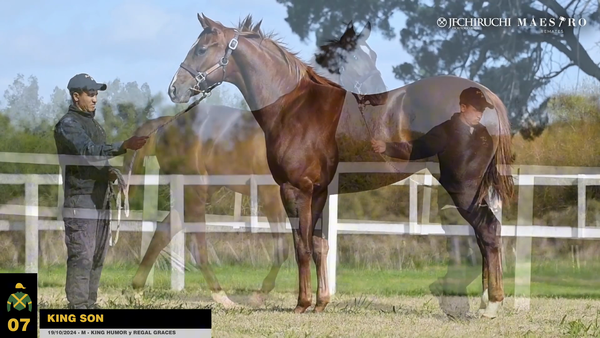 Lote KING SON