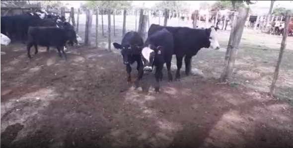 Lote 18 Terneras en San José