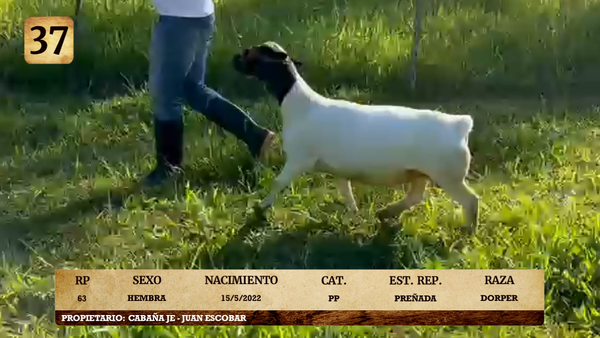Lote LOTE 37