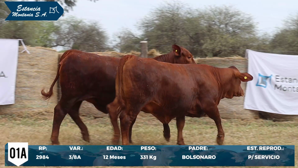 Lote LOTE 1 A
