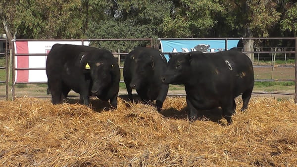 Lote TOROS ANGUS NEGROS PC
