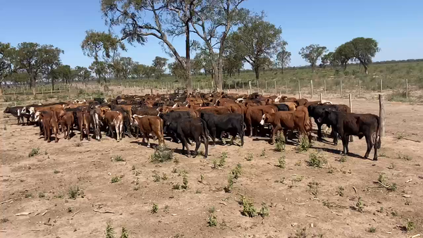 Lote 180 Terneros en Bandera, Santiago del Estero