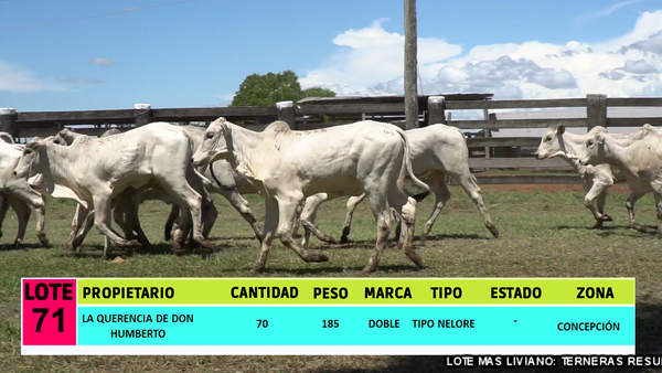 Lote LOTE 71 - 70 TERNERAS CBO 2