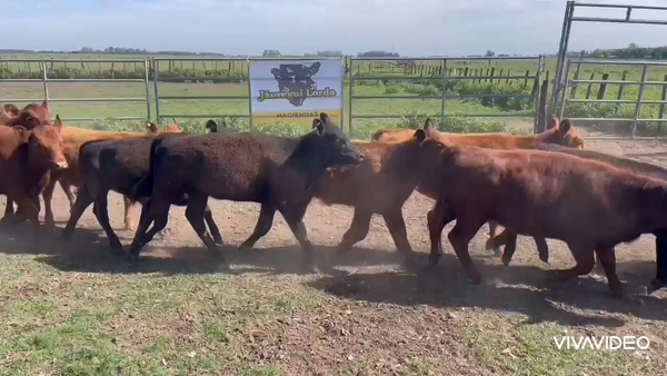 Lote 27 Terneras en La Plata, Buenos Aires