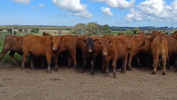 Lote 52 Terneros RED ANGUS 290kg -  en BARRACAS COLORADAS