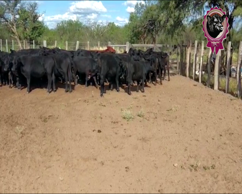 Lote 65 Novillitos de 195 Kg