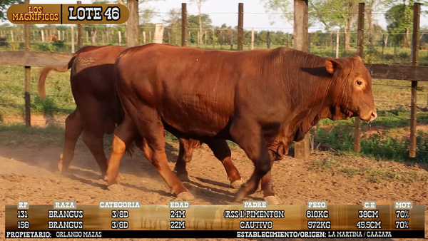 Lote LOTE 46 - VIVO