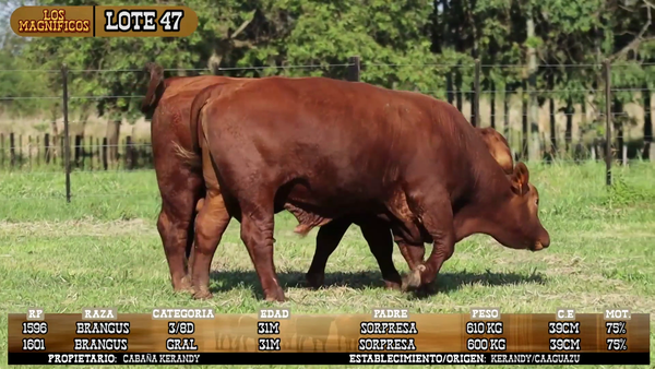 Lote LOTE 47