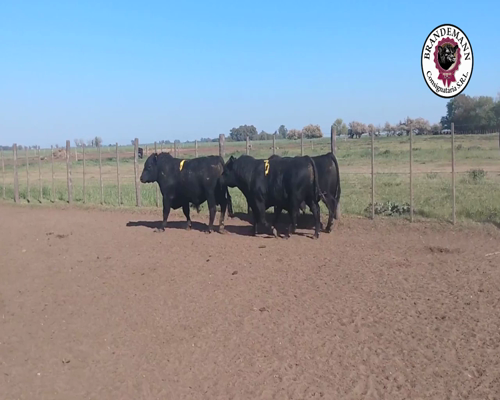 Lote 3 Toros A.Negros