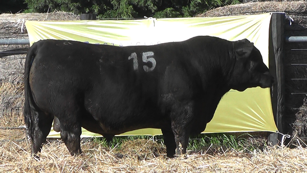 Lote TOROS ANGUS PURO CONTROLADO