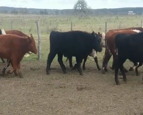 Lote (Vendido)32 Novillos 31HE - 1NO 350kg -  en SANCHEZ GRANDE