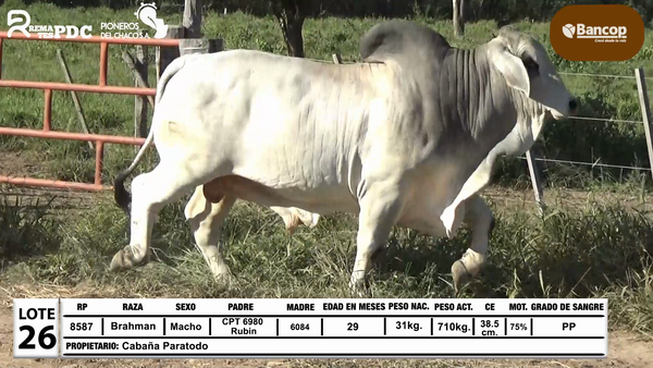 Lote Lote 26