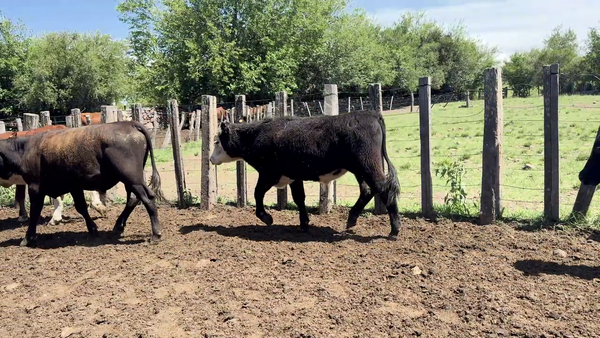 Lote NOVILLOS 1 A 2 AÑOS
