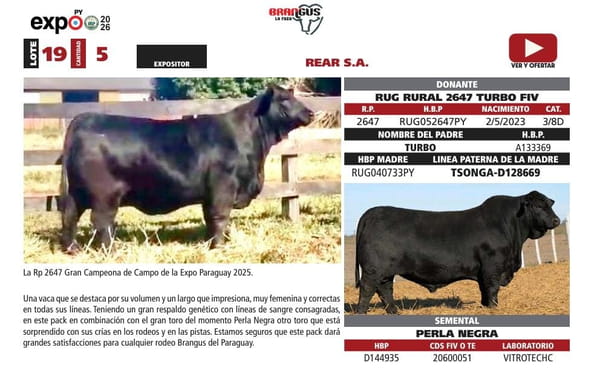 Lote LOTE 19