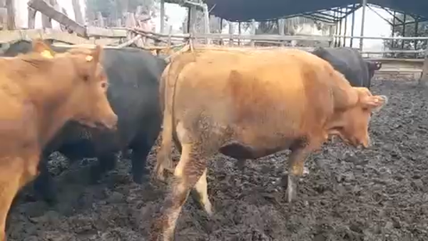 Lote 45 Novillo Gordo en Linares, VII  Región Maule