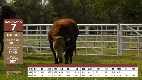 Lote Caravana 7 "María Elvira Romay"