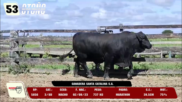 Lote LOTE 53 -DE CAMPO