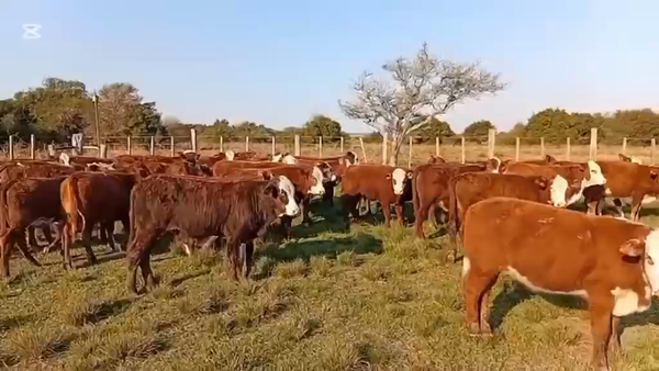 Lote 70 Terneros/as en Corrientes, Mercedes