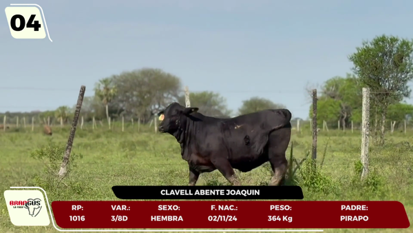 Lote LOTE 4 - JUNIOR