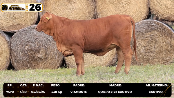 Lote LOTE 26