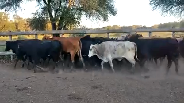 Lote 35 Vacas de invernar en Formosa, Formosa