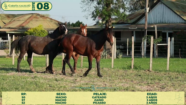 Lote LOTE 8